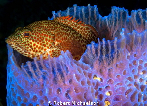 Comfortable resting spot by Robert Michaelson 